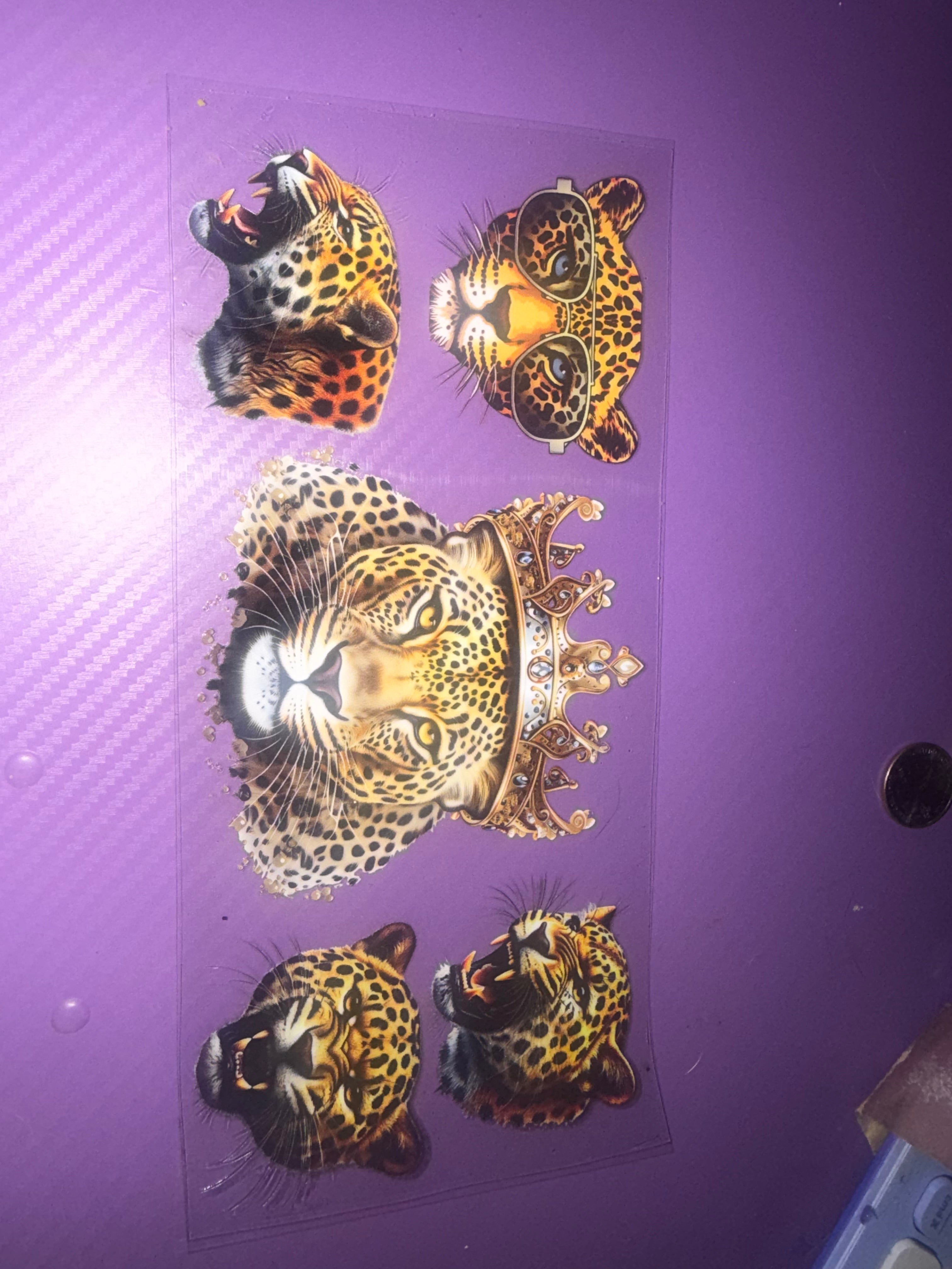 Animal